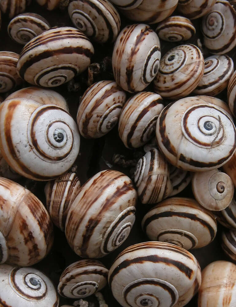 Image of Mediterranean Coastal Snail