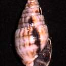 Sivun Otopleura auriscati (Holten 1802) kuva