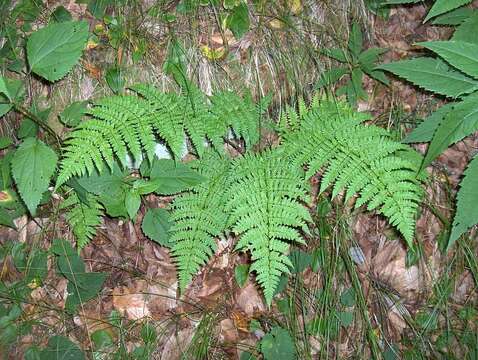 Image of ladyfern