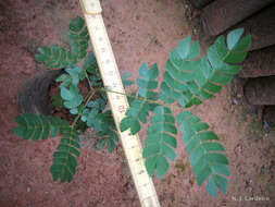 Image of albizia