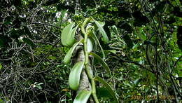 Image of West Indian vanilla