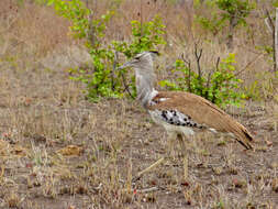 Image of Kori Bustard