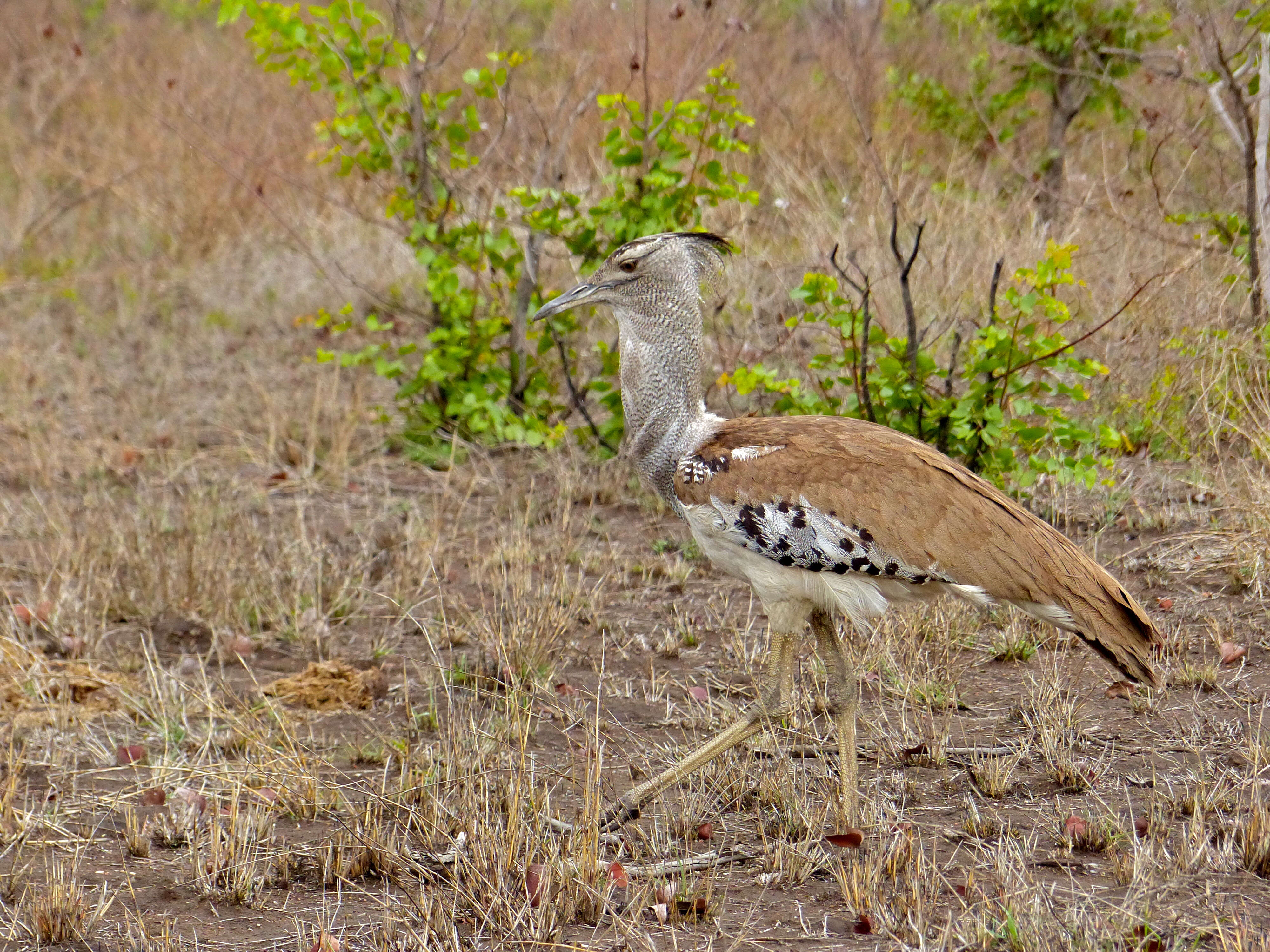 Image of Kori Bustard