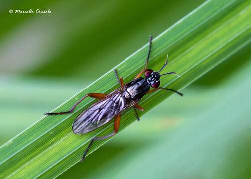 Sepedon sphegea (Fabricius 1775) resmi