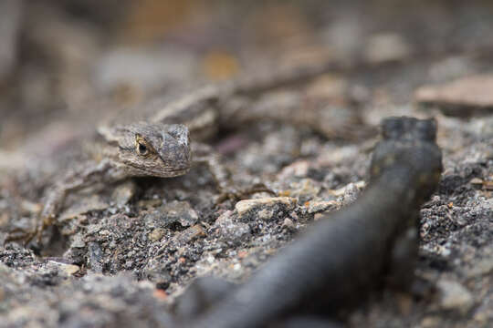 Imagem de Sceloporus occidentalis longipes Baird 1858