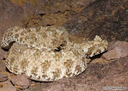 Image of Pseudocerastes urarachnoides Bostanchi, Anderson, Kami & Papenfuss 2006