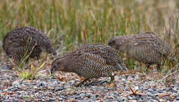 Image of Coturnix Garsault 1764