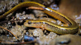 Image of Brook salamander