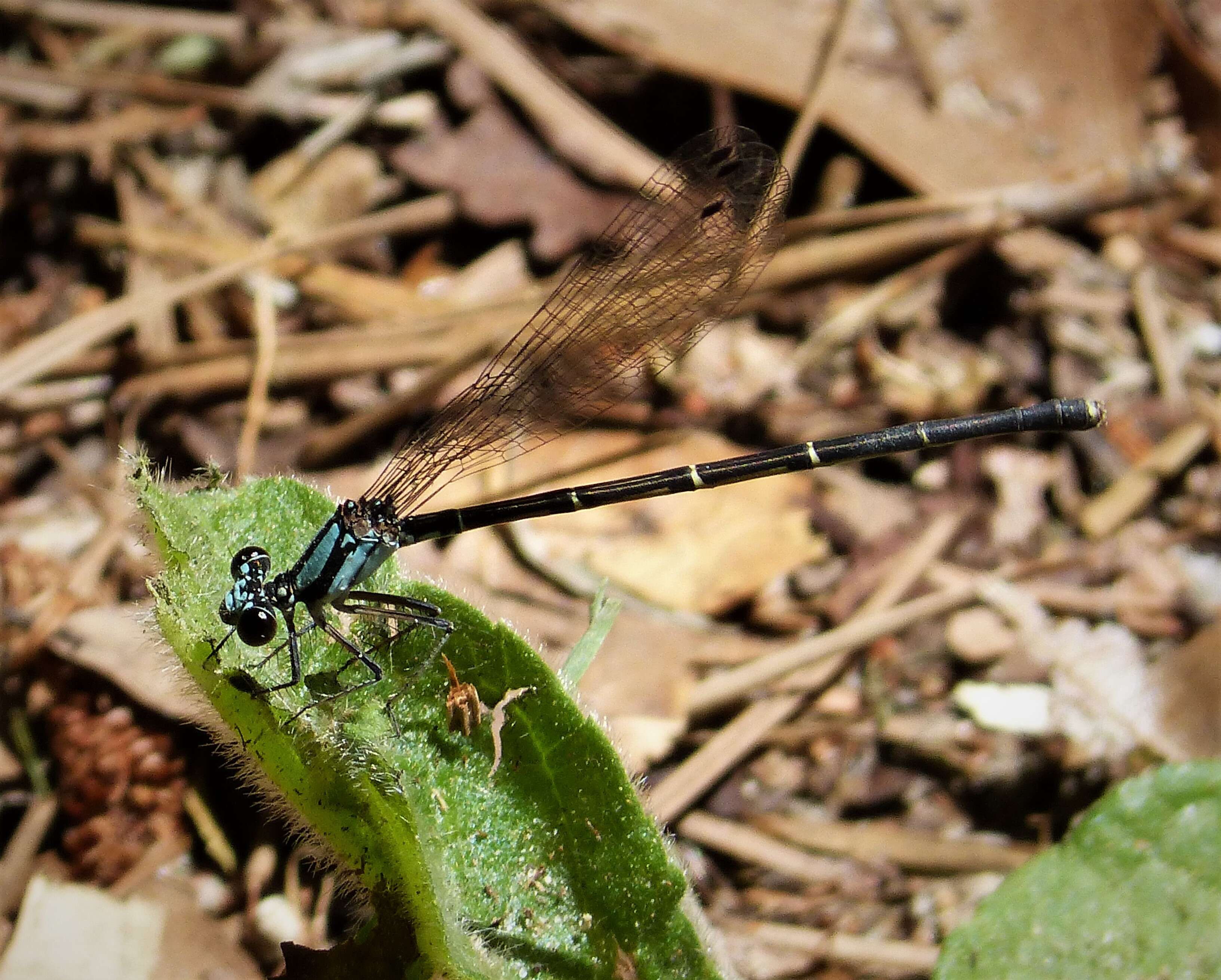 Image of Blue-tipped Dancer