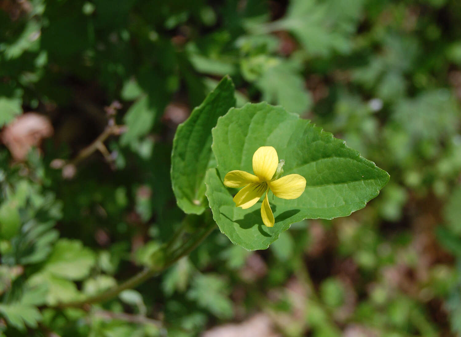 Image of downy yellow violet