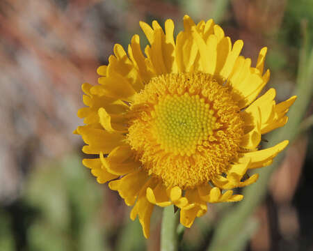 Image of southeastern sneezeweed