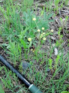 Image of Wasatch desertparsley