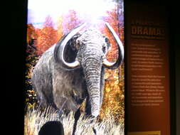 Image of mastodons