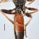 Image of Ichneumon eremitatorius Zetterstedt 1838