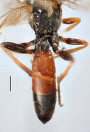 Image of Ichneumon eremitatorius Zetterstedt 1838