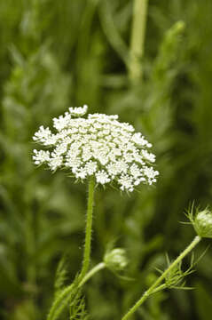 Image of wild carrot