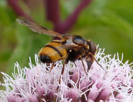 Image of Volucella