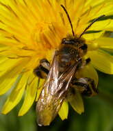 Image of Andrena carantonica Pérez 1902