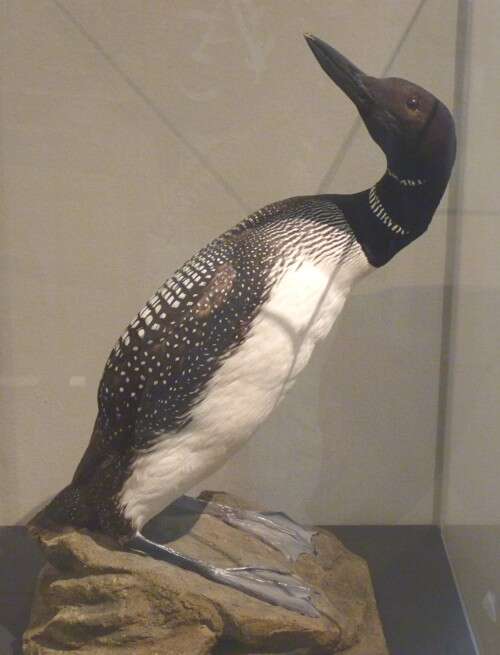 Image of loons