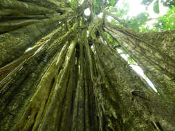 Image of Ficus zarzalensis Standl.