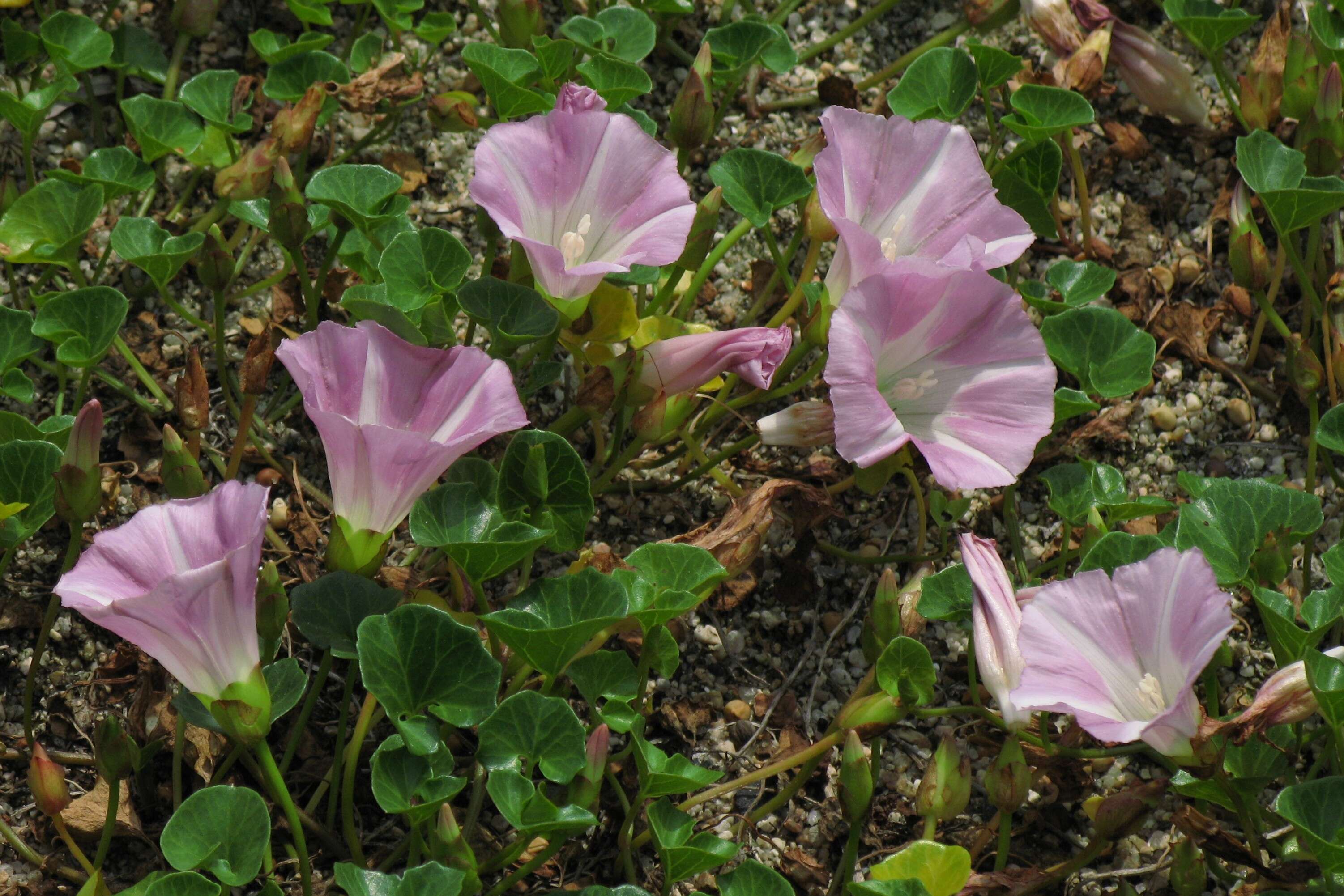 Image of Calystegia