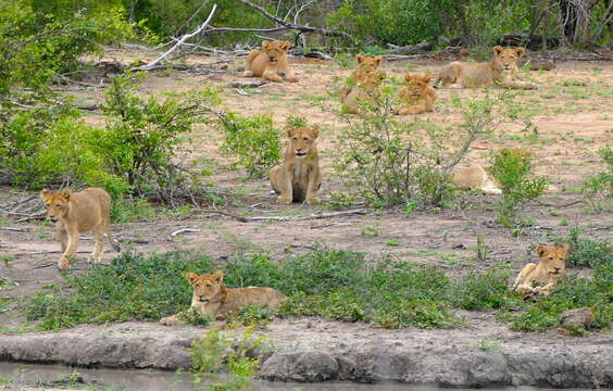 Image of big cats