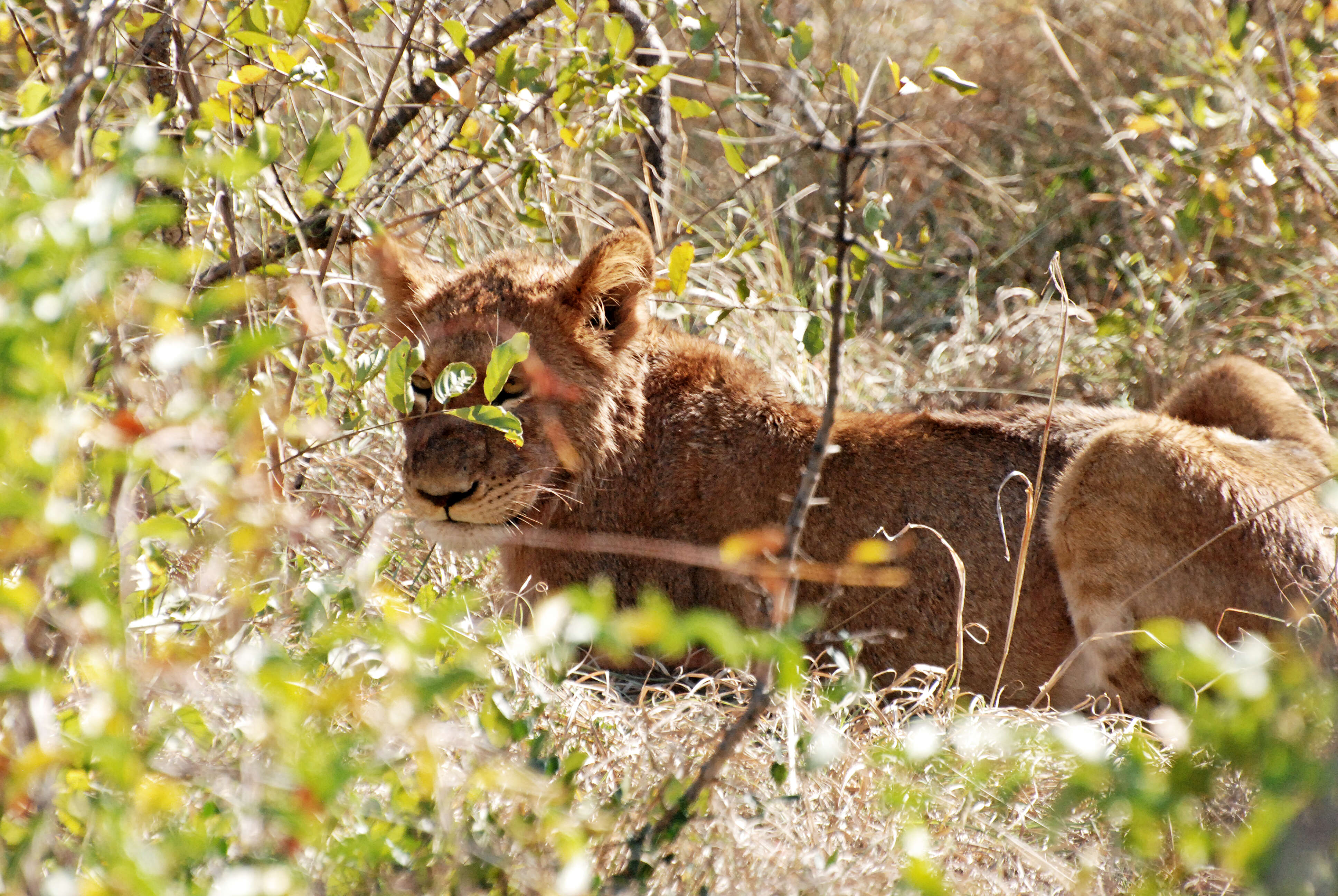 Image of big cats