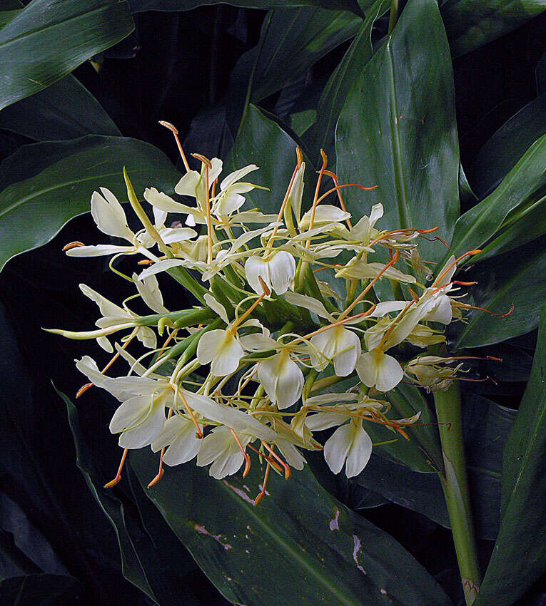 Слика од Hedychium