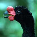Image of Wattled Curassow