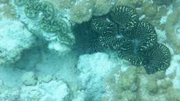 Image of Giant Clam