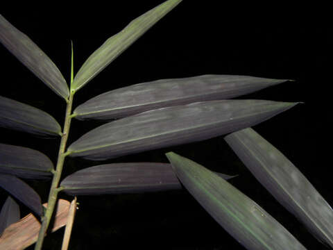 Image of Cryptochloa