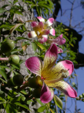 Image de Malvaceae