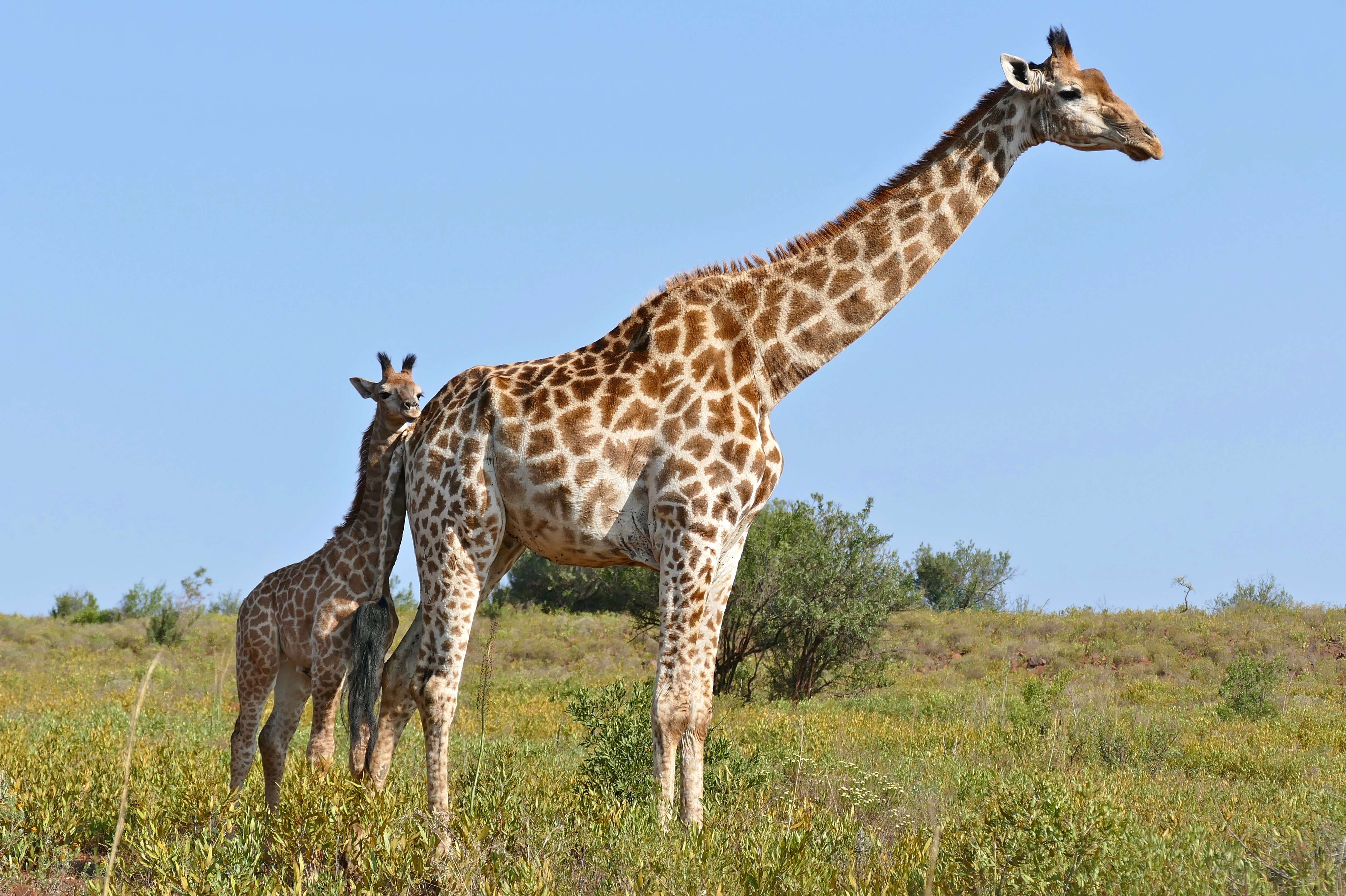 Image of Giraffes