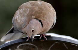 Image of Collared Dove