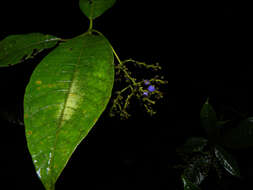 Image of Psychotria solitudinum Standl.