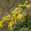 Image of Cowslip