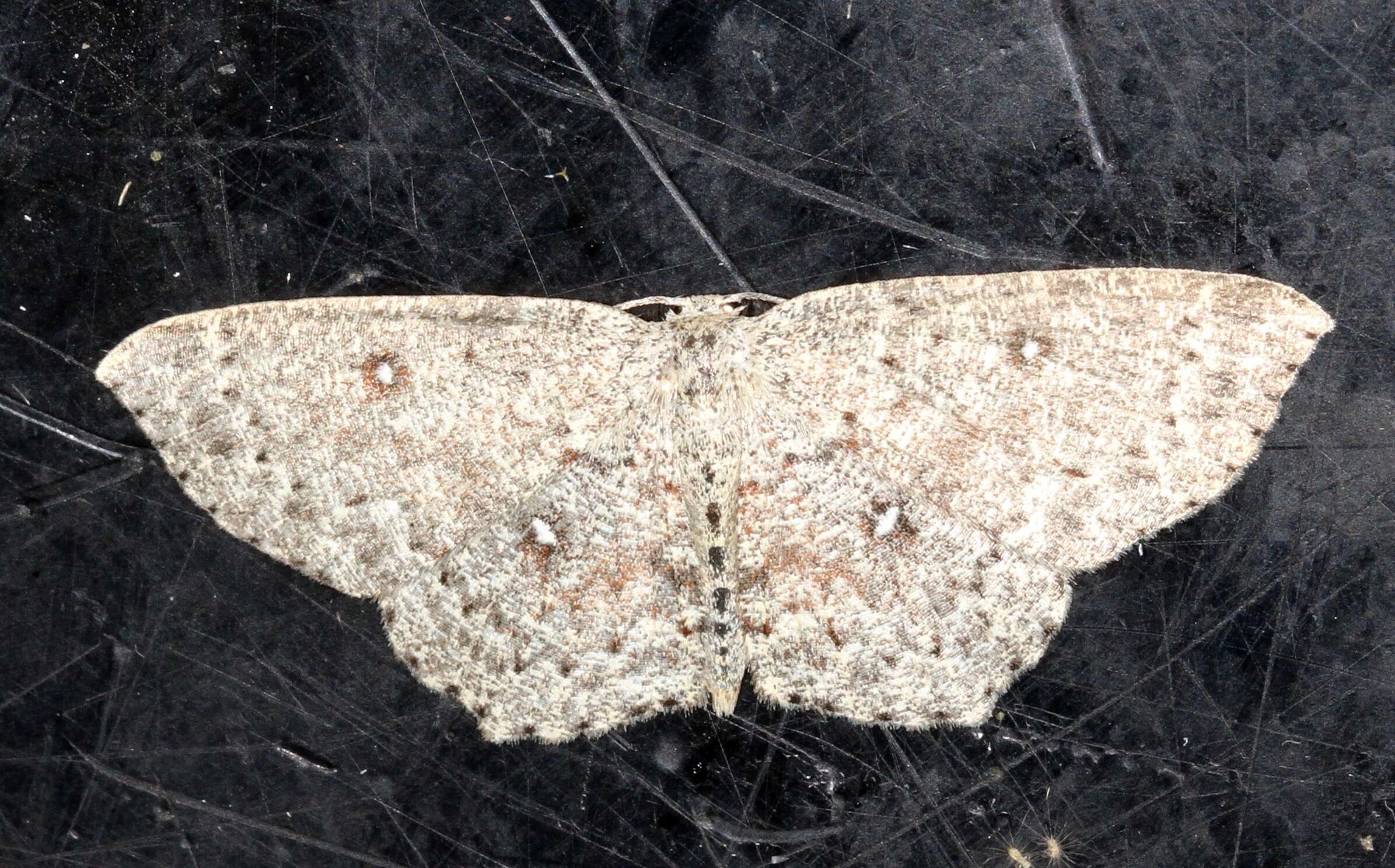 Cyclophora pendularia Clerck 1759 resmi