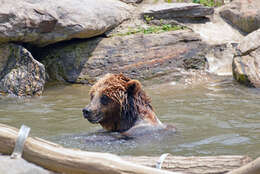 Image of Brown Bear