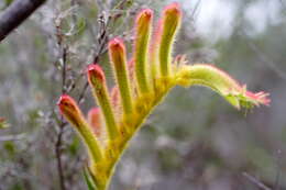 Image de Anigozanthos humilis Lindl.