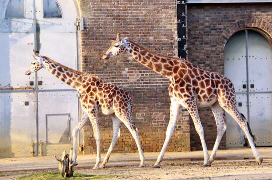 Plancia ëd Giraffa camelopardalis (Linnaeus 1758)