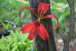 Image of Jacobean Lily
