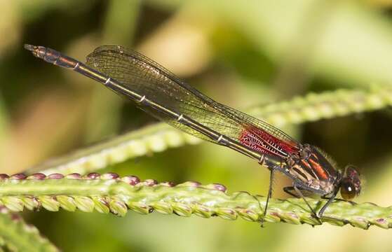 Image of American Rubyspot