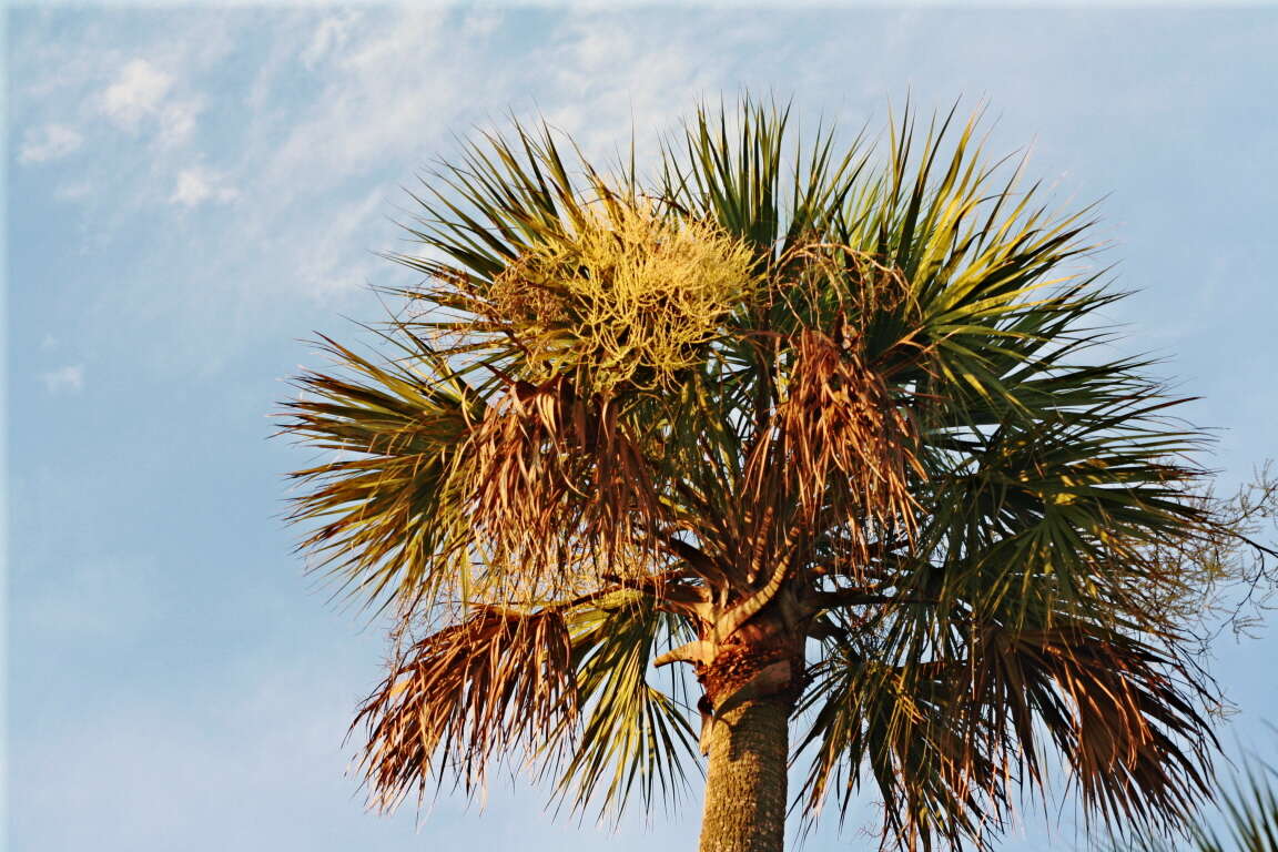 Image of palmetto