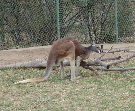 Image of Red kangaroo