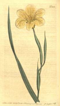 Image of Cape tulip