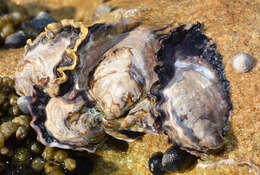 Image of Sydney rock oyster