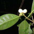 Image of Rudgea coronata (Vell.) Müll. Arg.