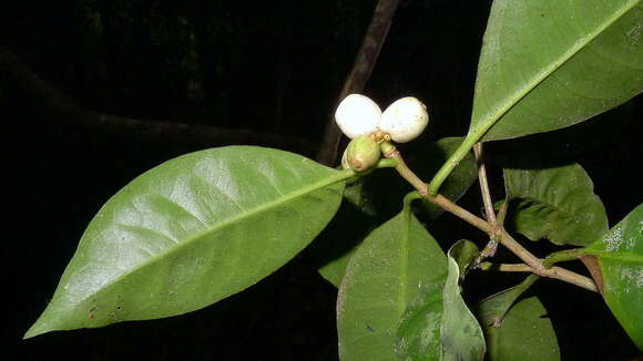 صورة Rudgea coronata (Vell.) Müll. Arg.