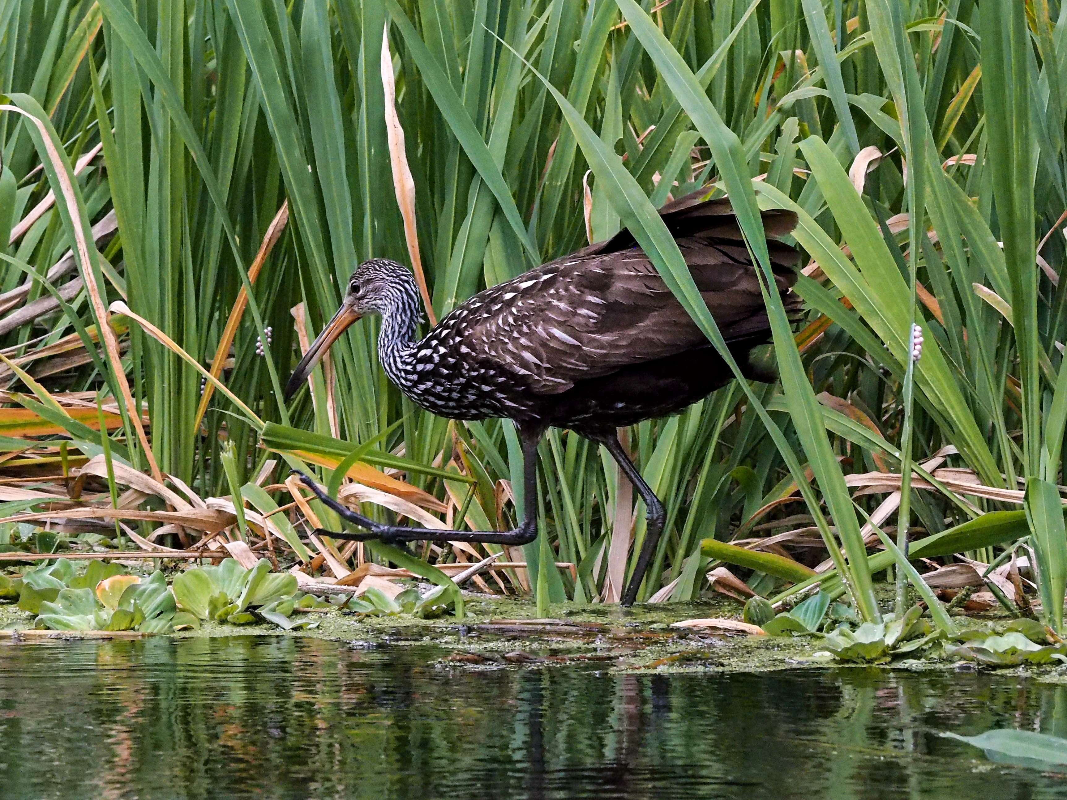 Image of limpkins