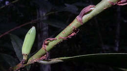 Image of Erythroxylum martii Peyr.